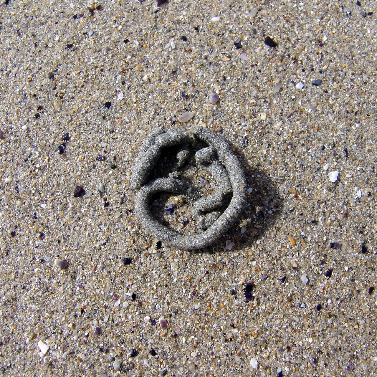 sand worm sand worm free photo