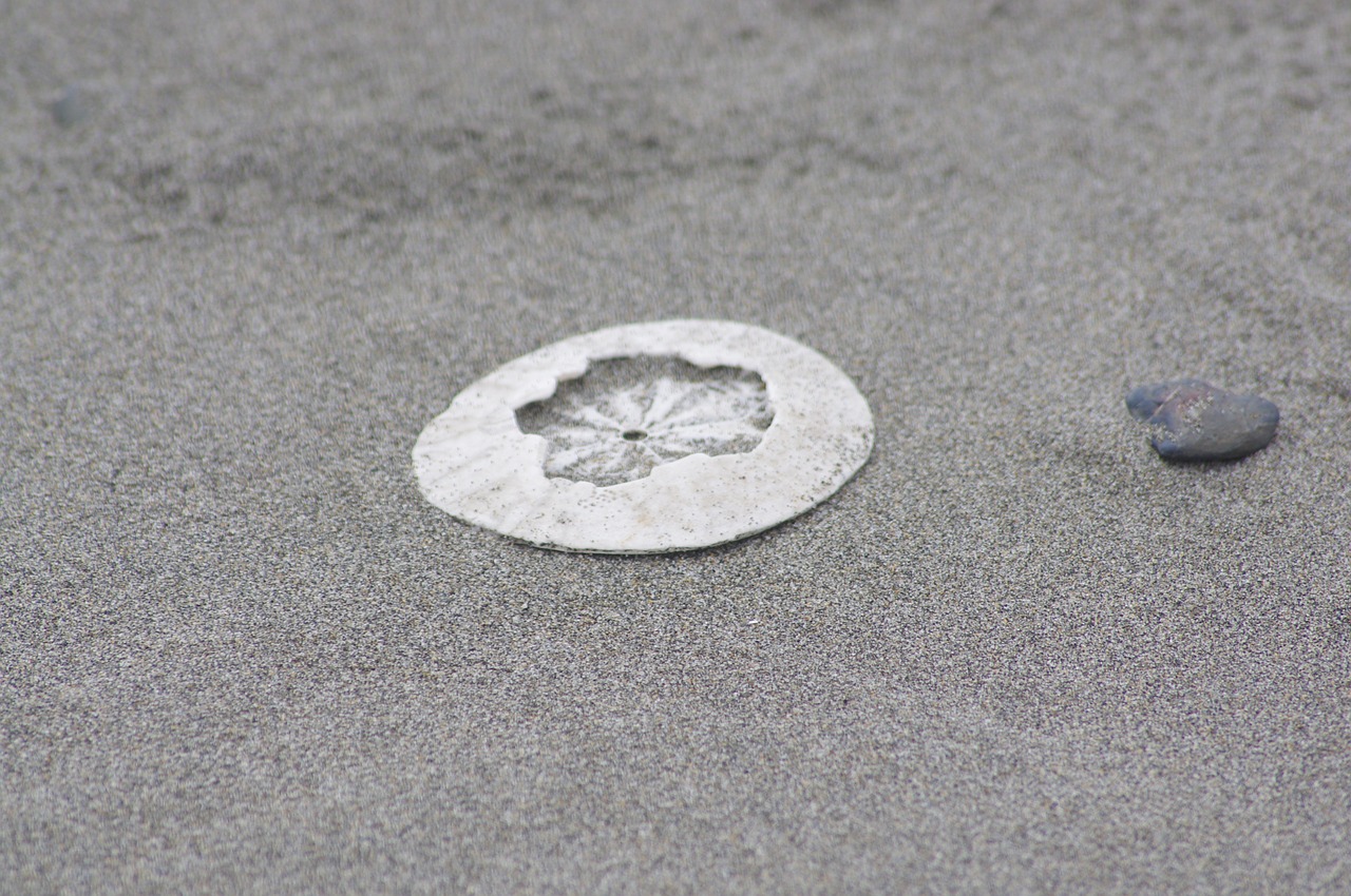 sanddollar clypeasteroida beach free photo