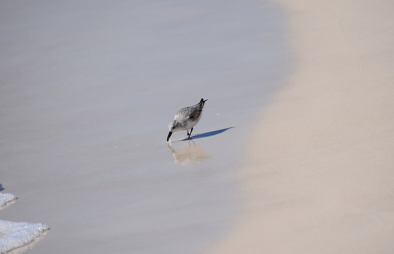 sanderling shore bird animal free photo