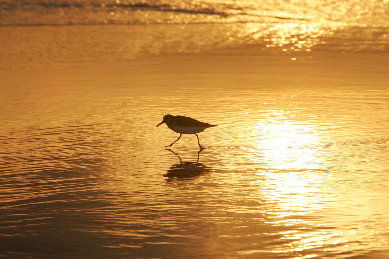 sanderling bird wading free photo
