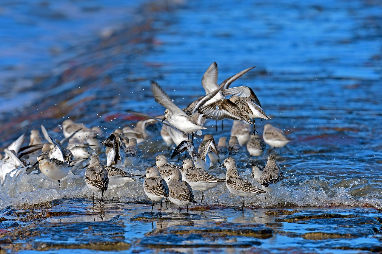 sanderlings north sea limicoline free photo
