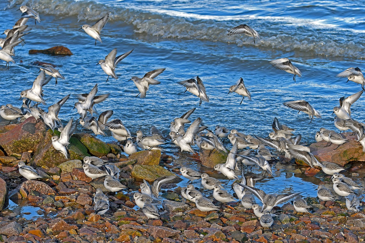 sanderlings landing calidris alba free photo