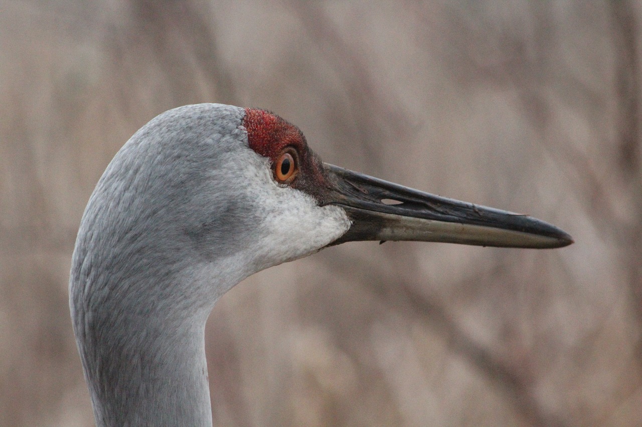 sandhill crane bird free photo