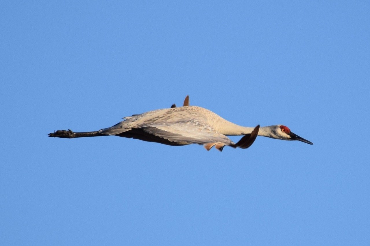sandhill crane flying free photo