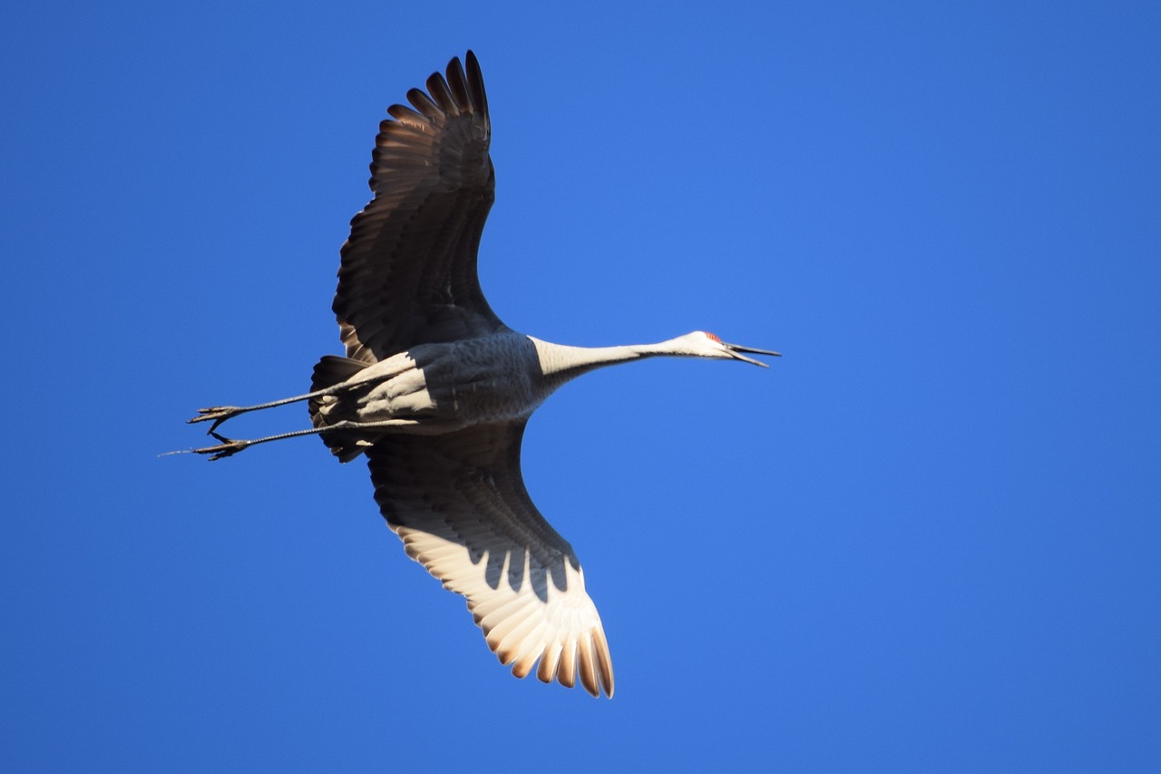 sandhill crane flying free photo