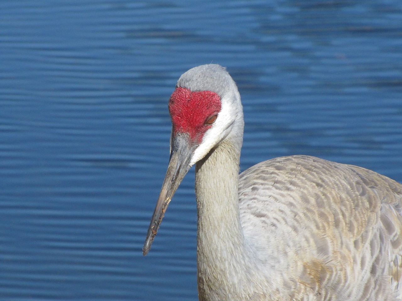 sandhill  crane  florida free photo