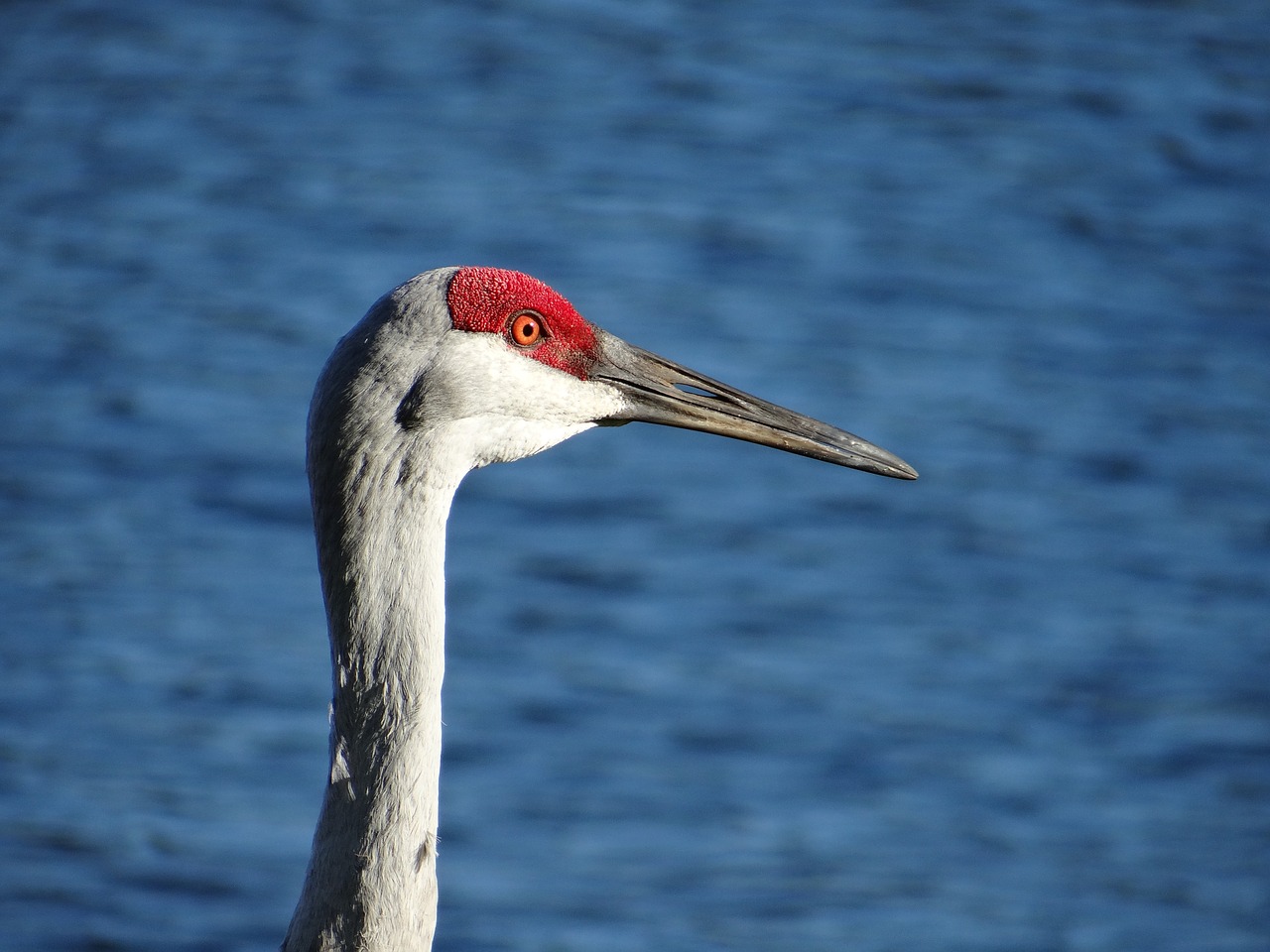 sandhill crane crane sandhill free photo