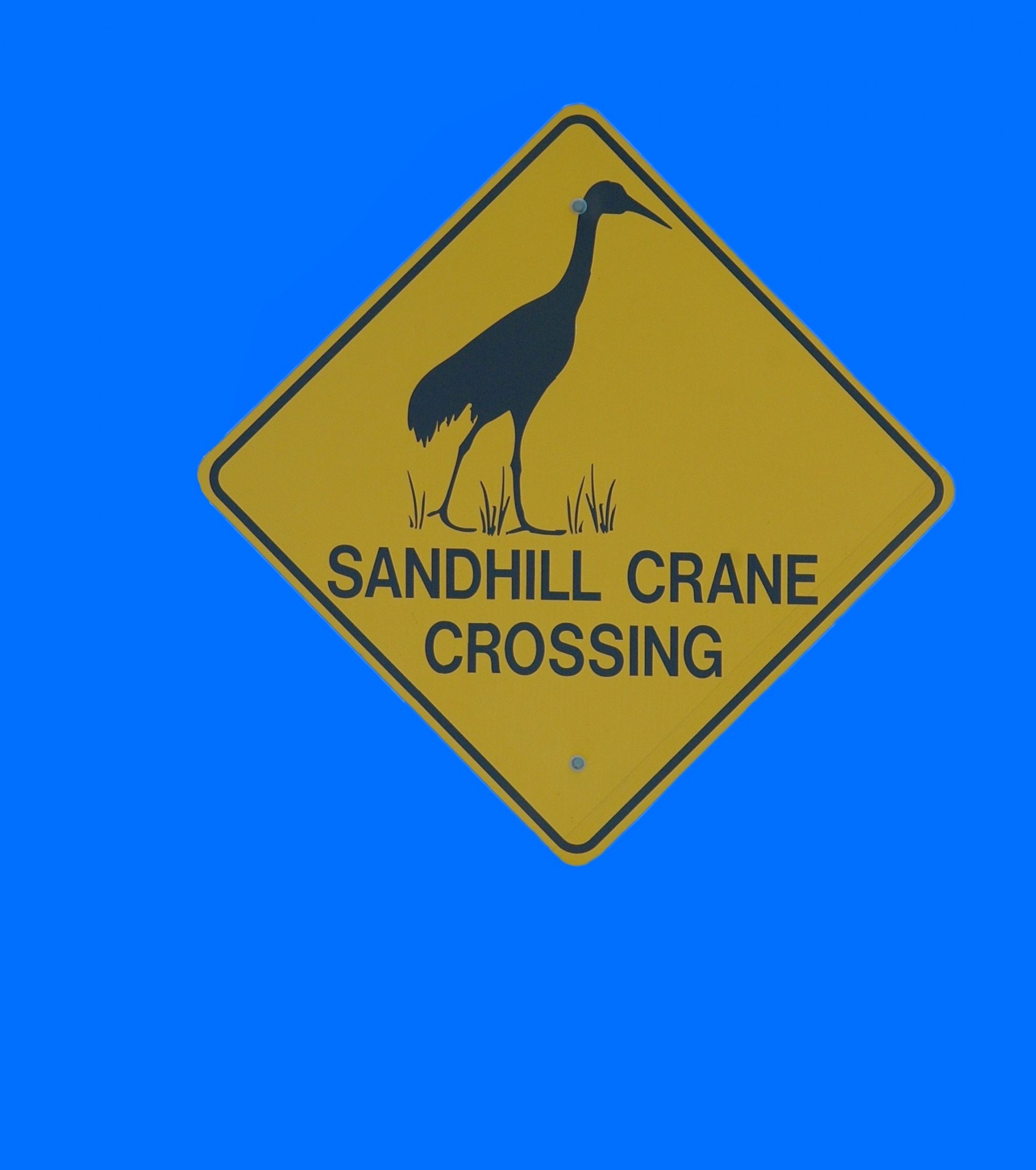 sandhill crane crane bird free photo