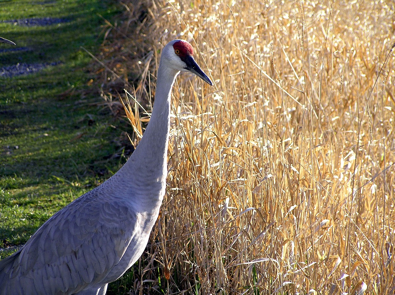 sandhill crane bird wildlife free photo