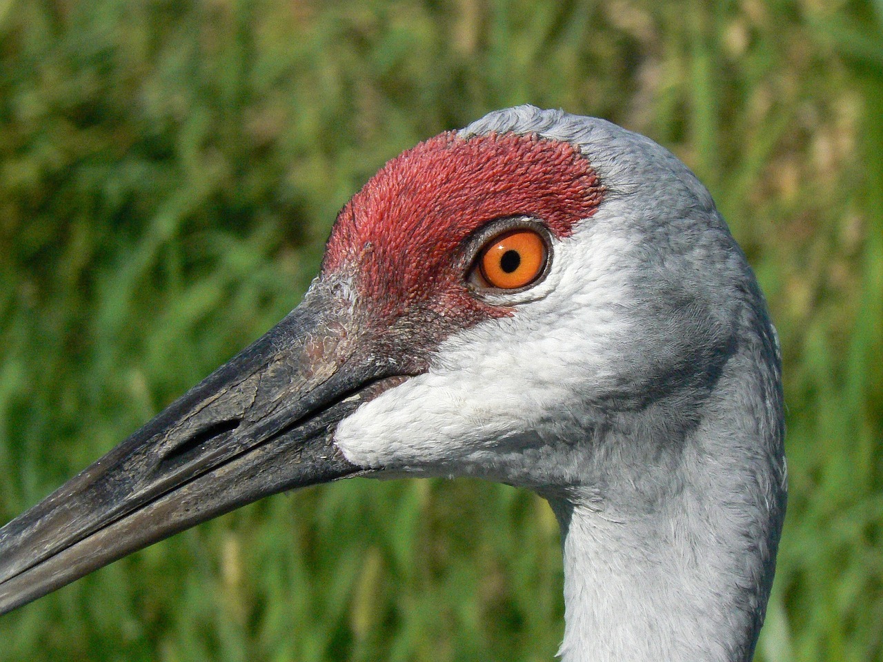 sandhill crane close up head free photo