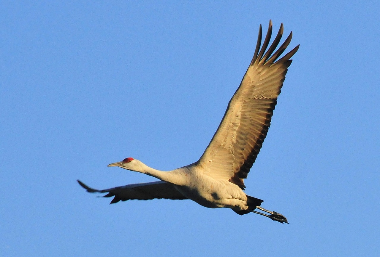 sandhill crane flying bird free photo