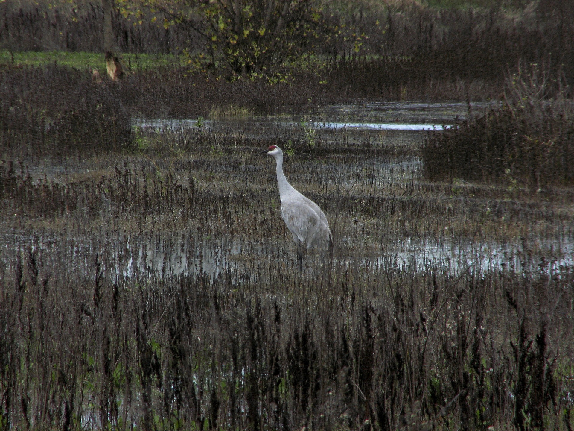 sandhill crane red free photo