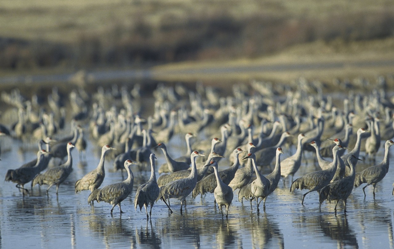 sandhill cranes birds wildlife free photo