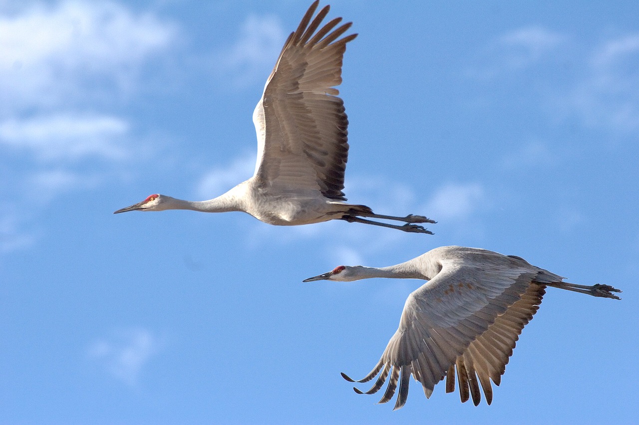 sandhill cranes birds wildlife free photo