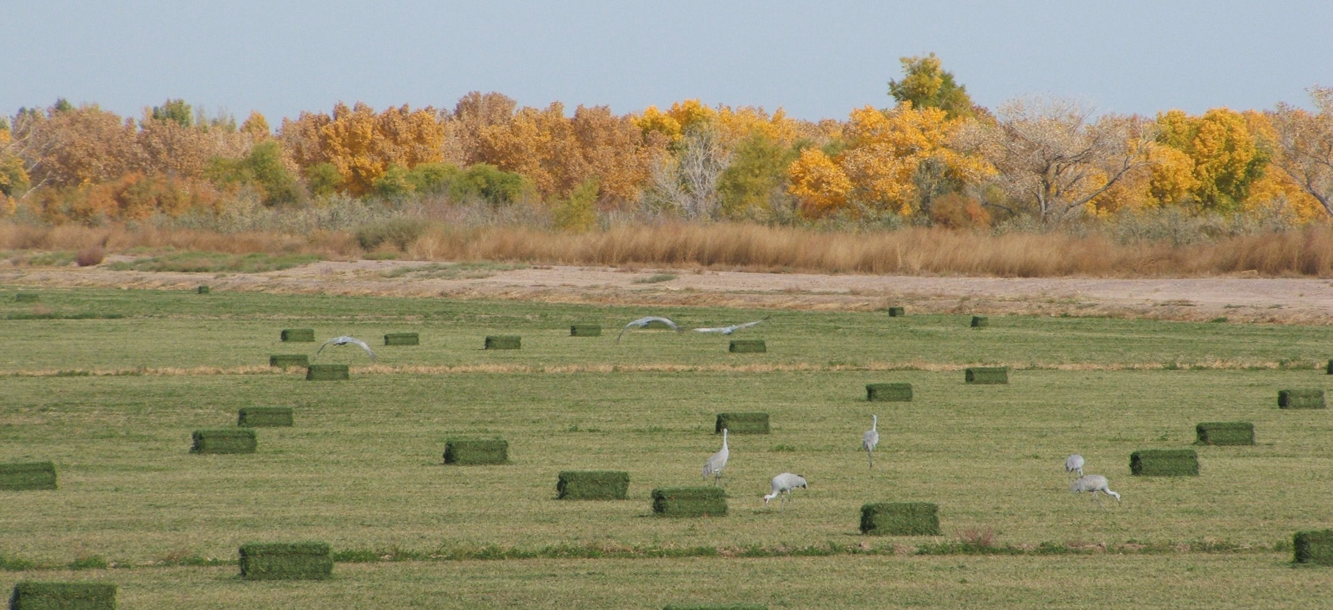 sandhill cranes birds wild birds free photo