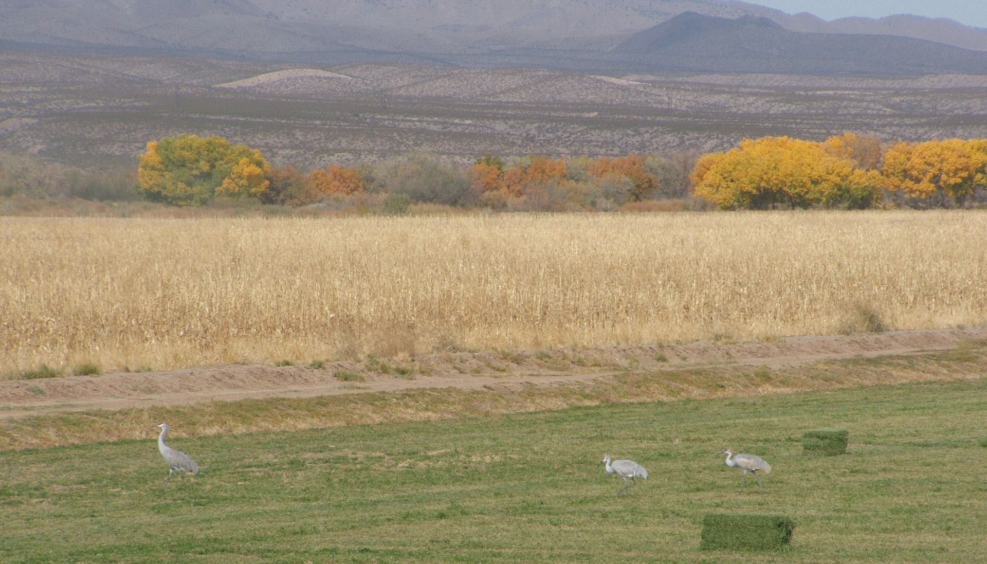 cranes sandhill cranes bosque del apache free photo