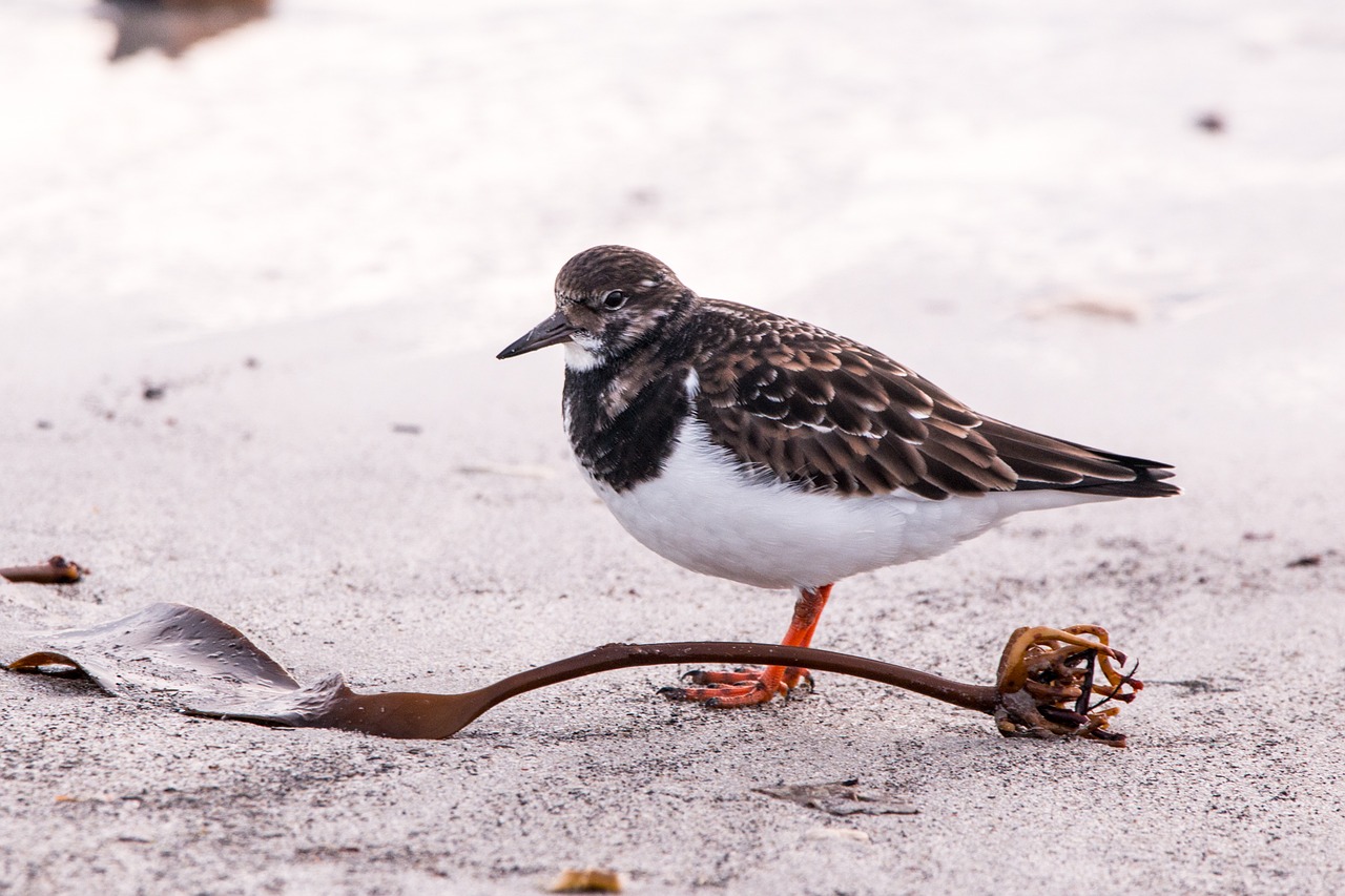 sandpiper helgoland nature free photo