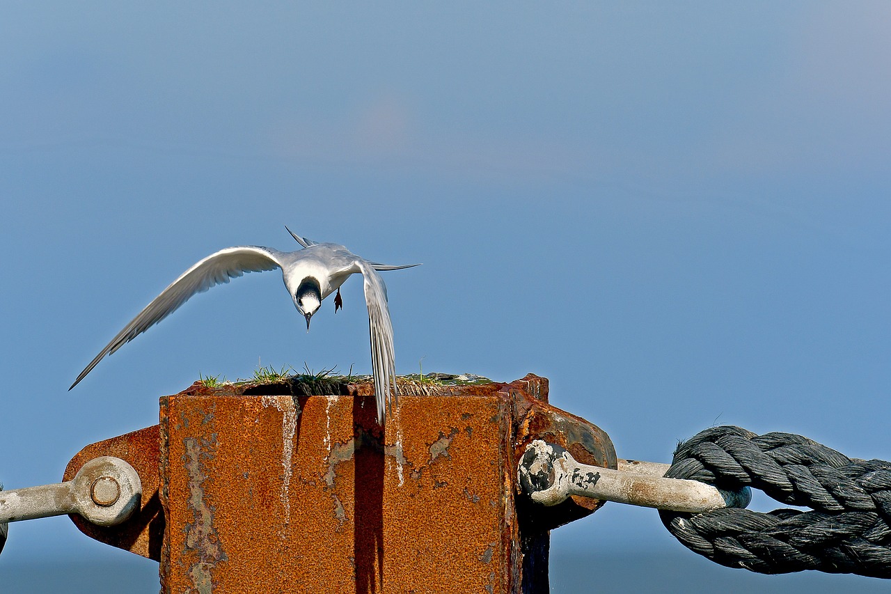 sandwich tern tern seevogel free photo