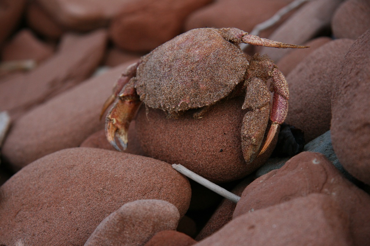 crab sandy beach rocks free photo