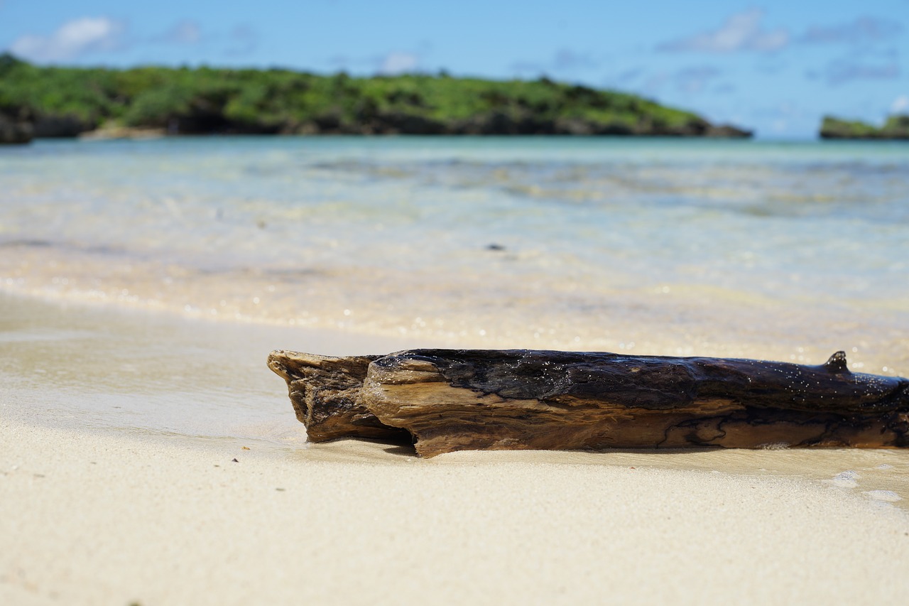 sandy coast sea free photo