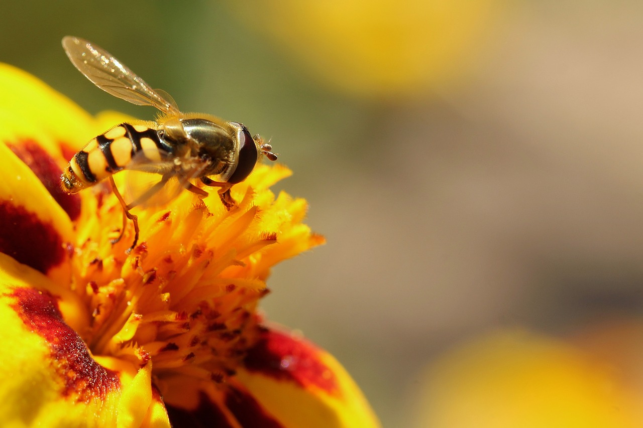 sandy bee  bee  close up free photo