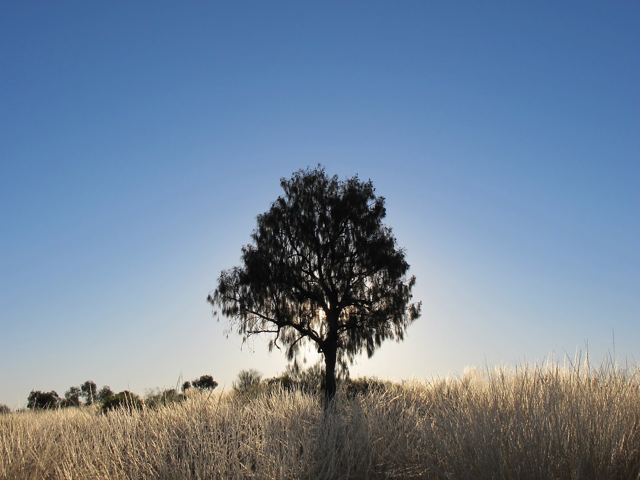 sandy desert desert tree free photo