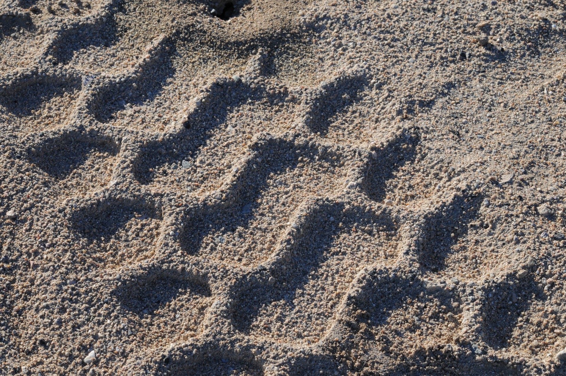 tire tire tracks sand free photo