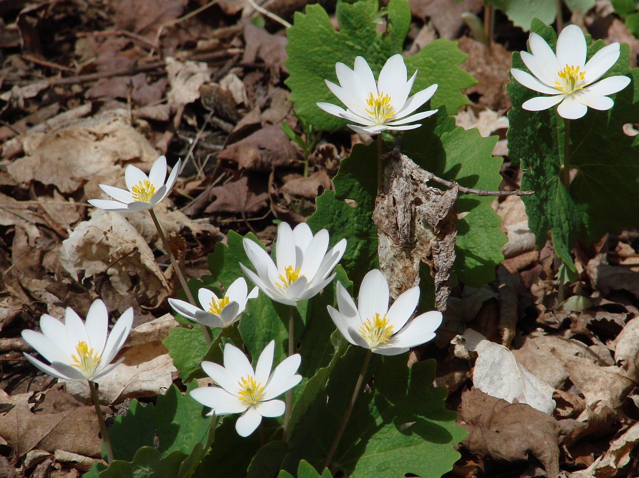 sanguinarea canadensis bloodroot wildflowers free photo