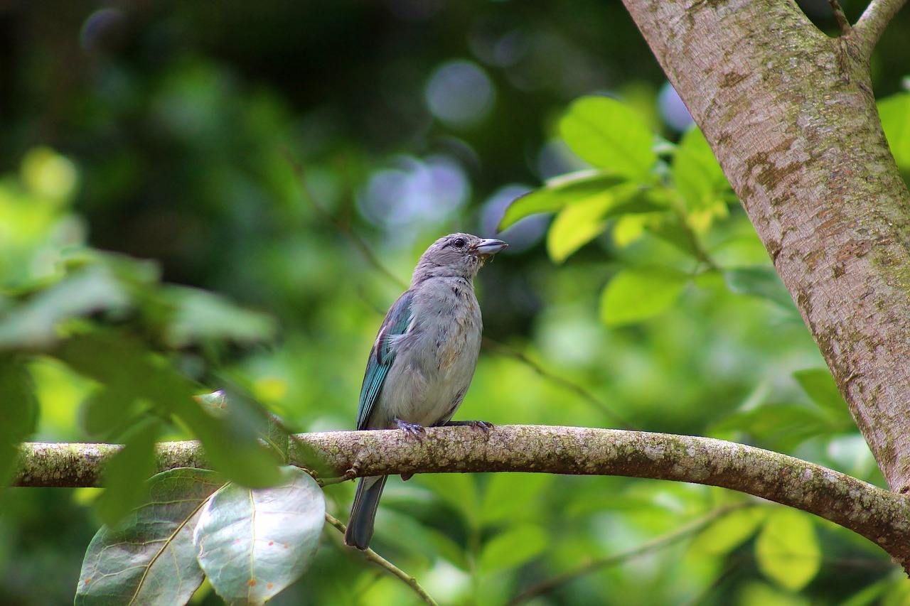 sanhaçu-gray  bird  animal free photo