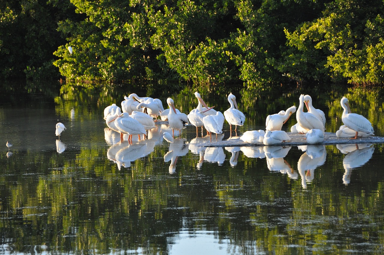 sanibel island pelicans florida free photo