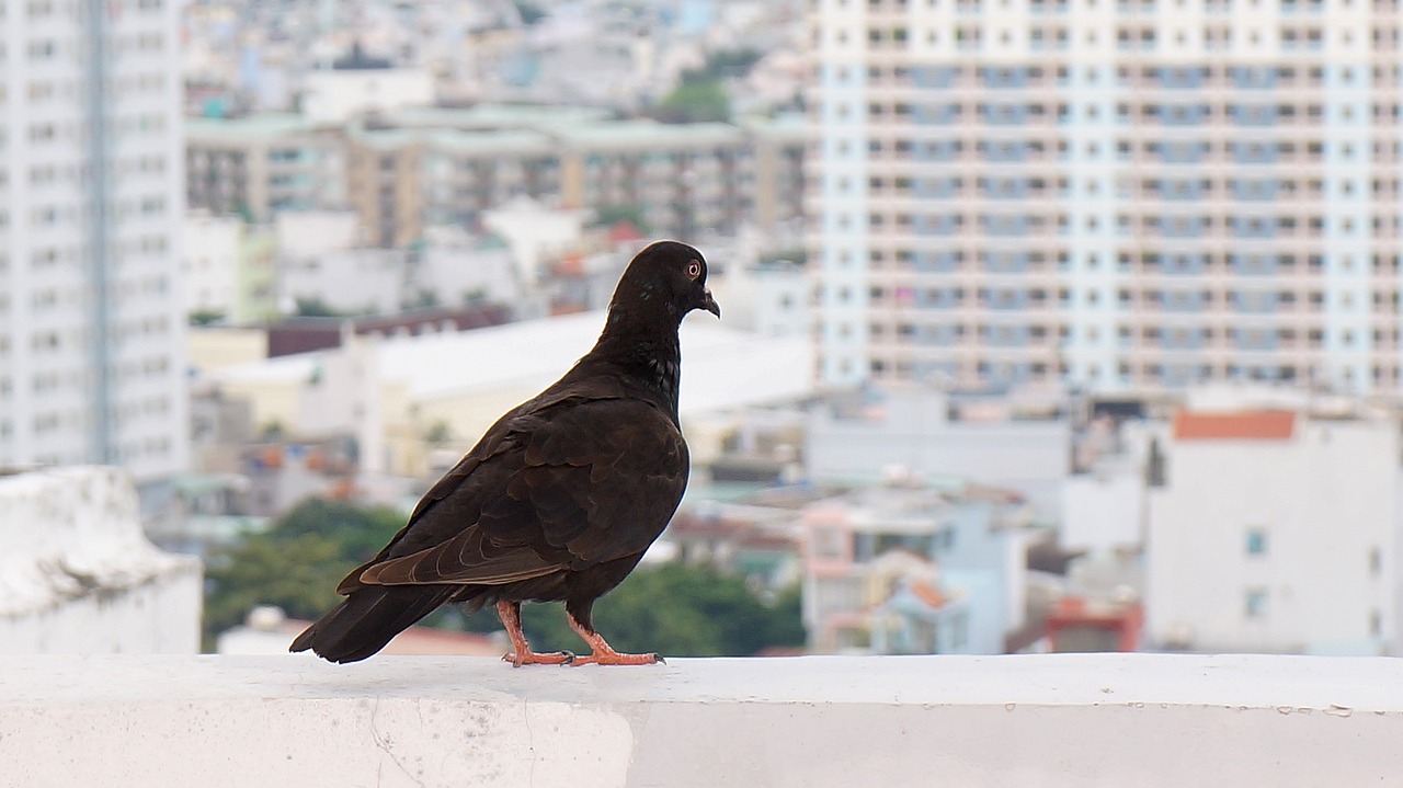 sank animal dove free photo