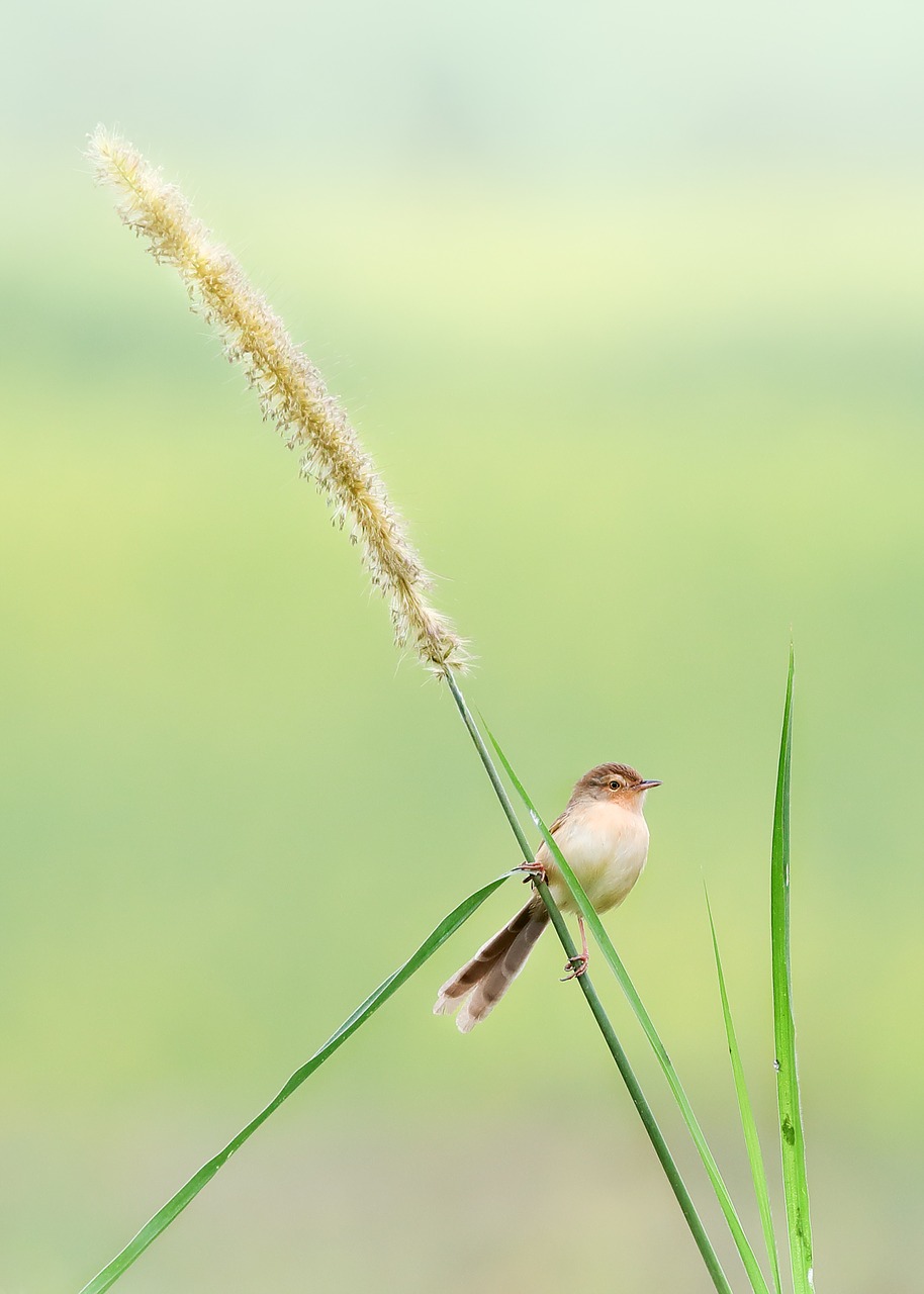 sank sting cotton wild free photo