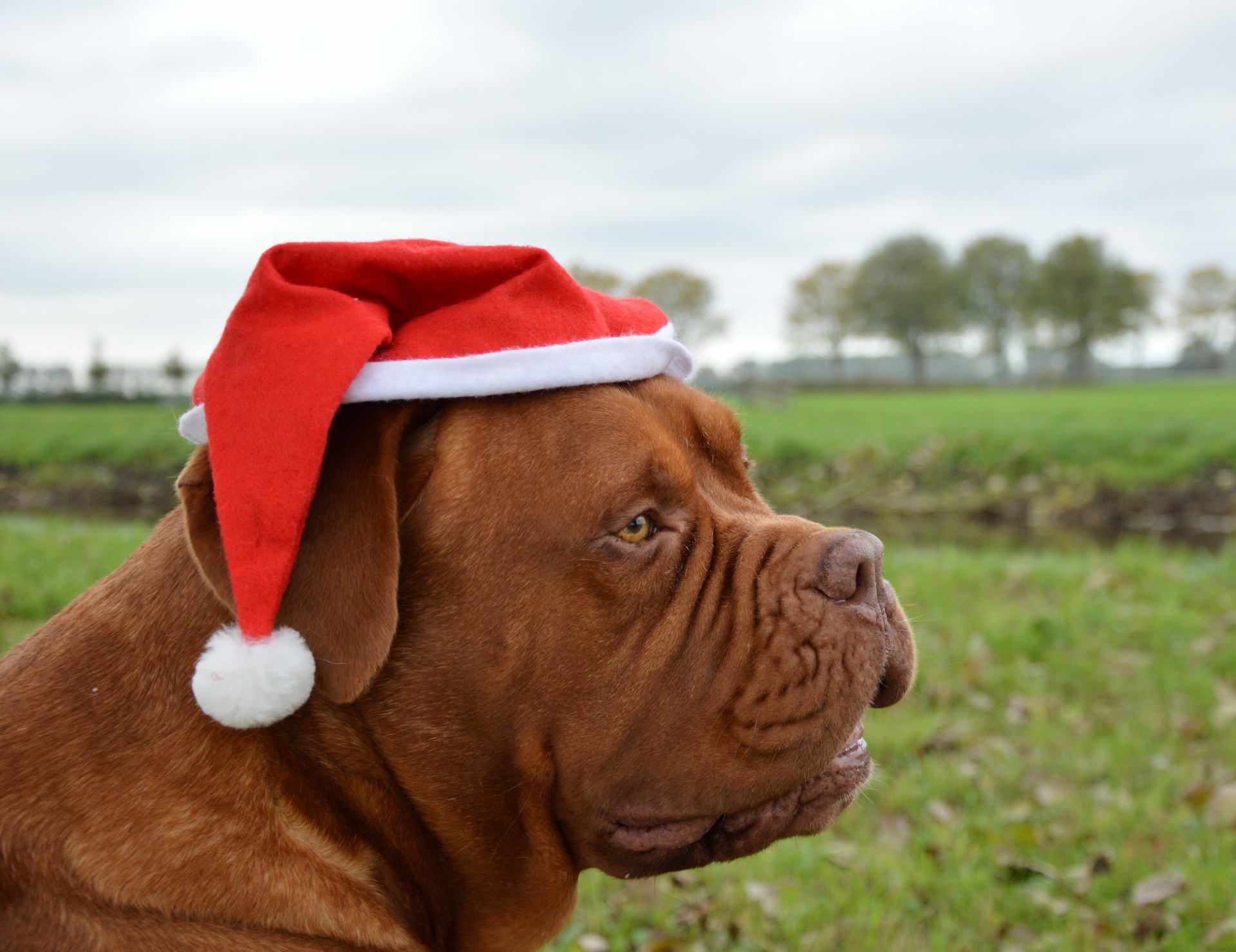 santa christmas dog free photo