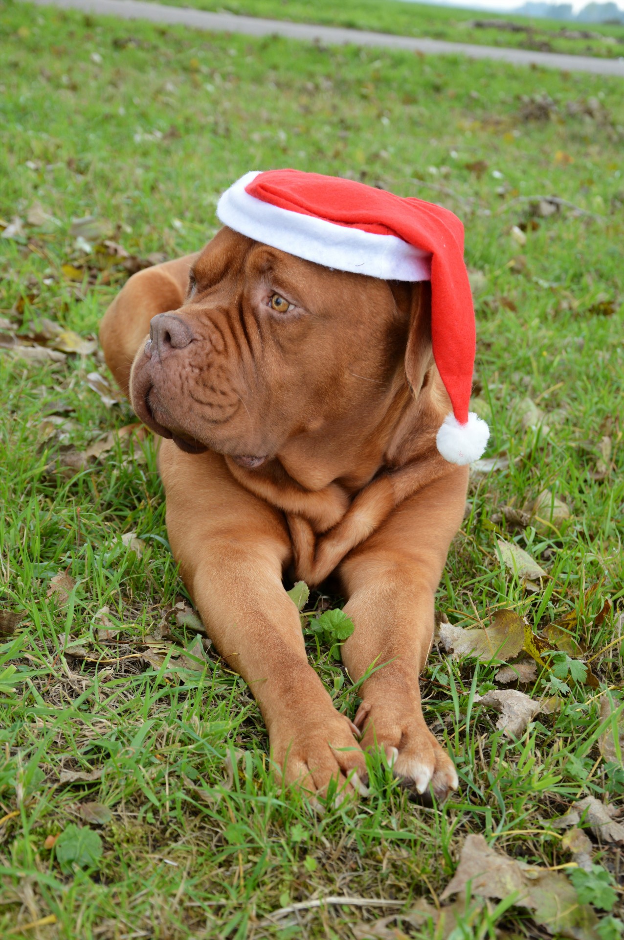 santa christmas dog free photo