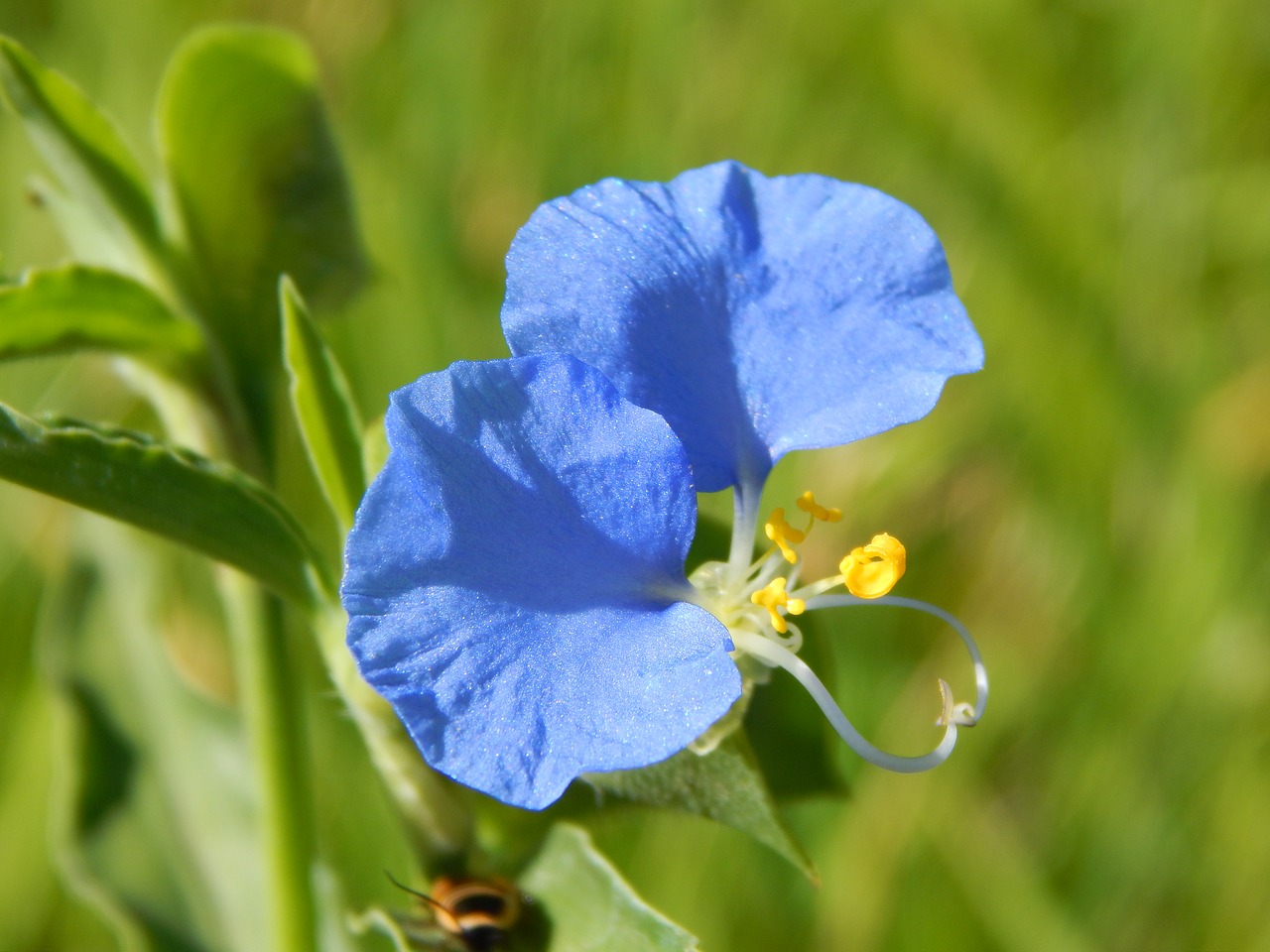 santa lucia wild flower blue flower free photo