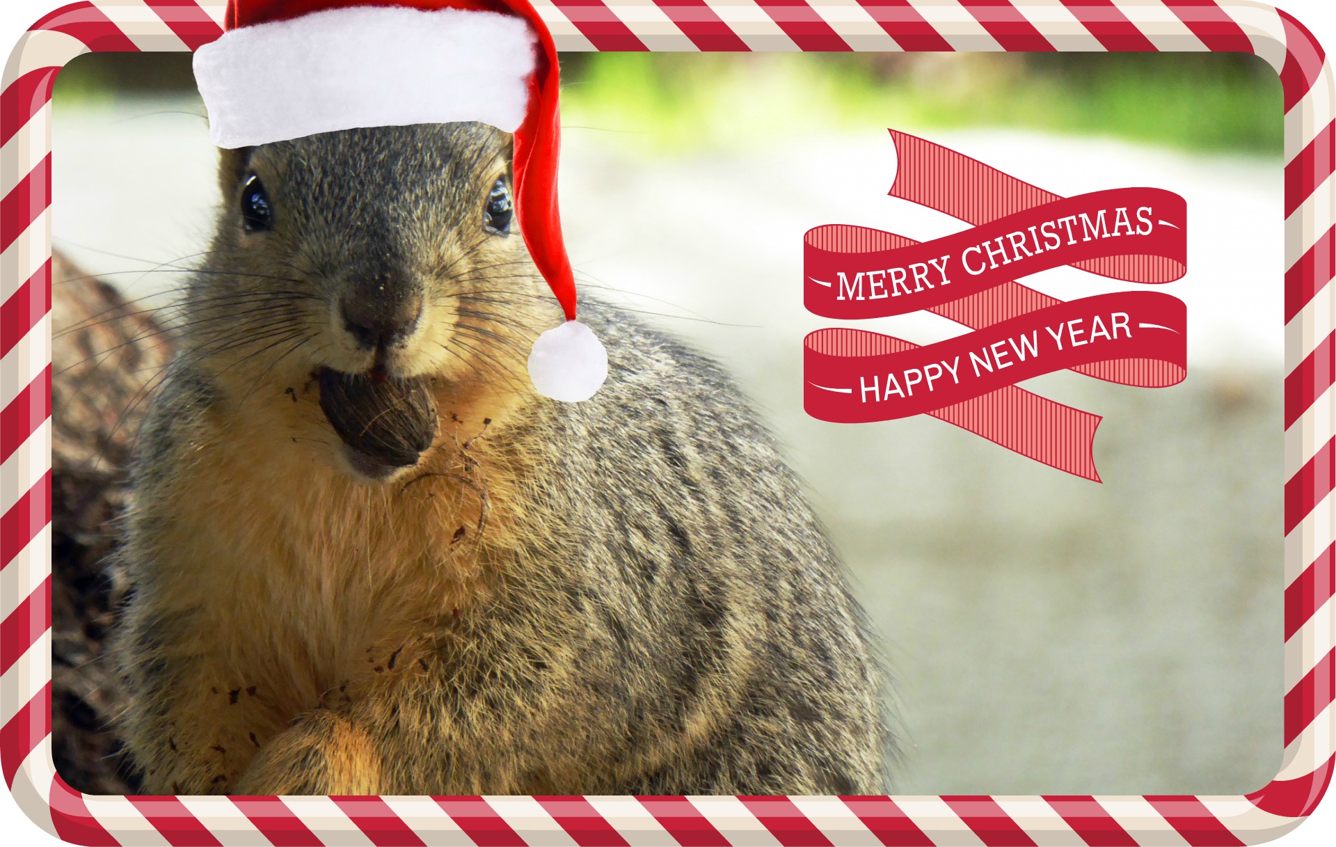 squirrel rodent holiday free photo