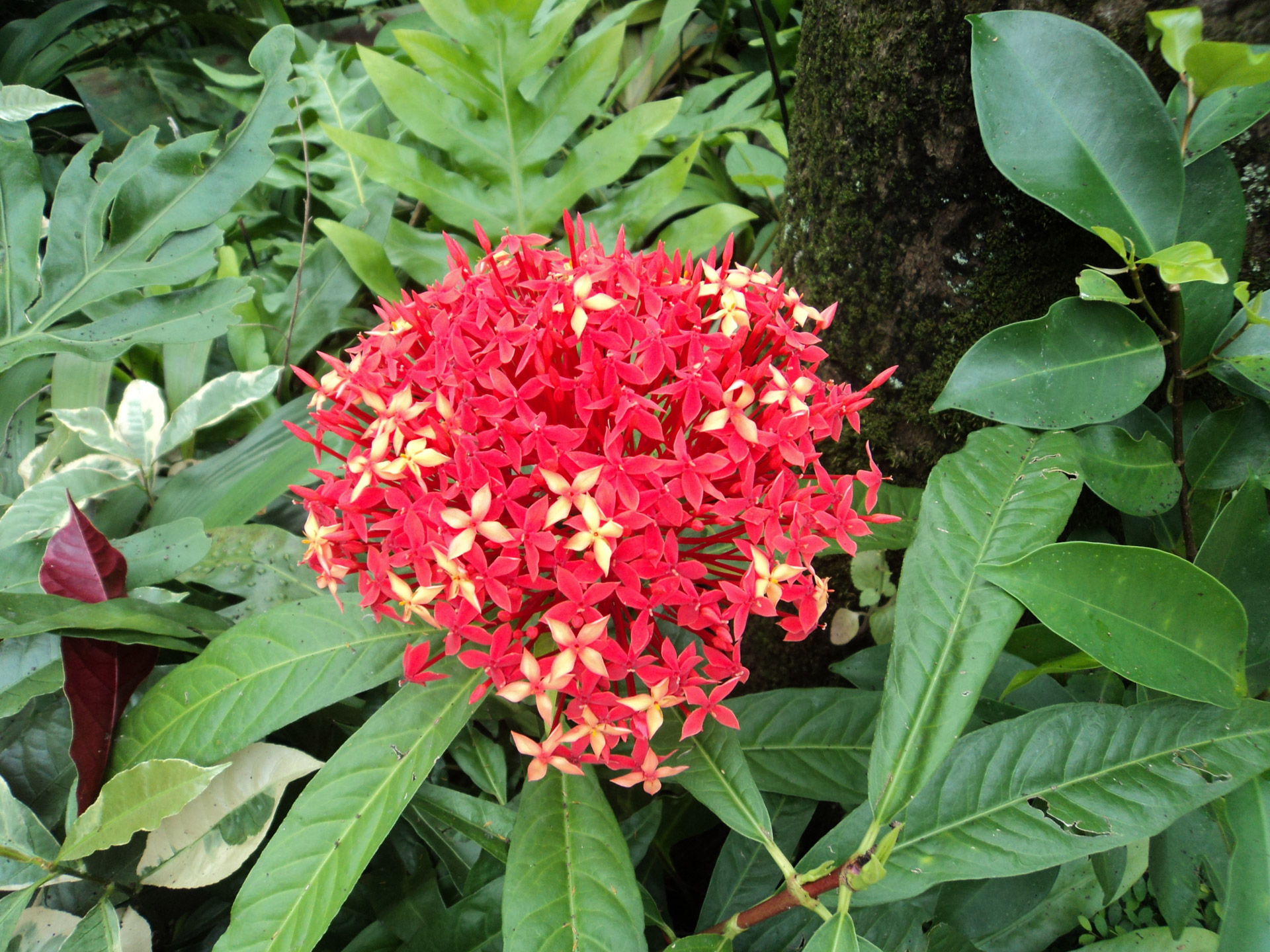 red santan red flower small flower free photo