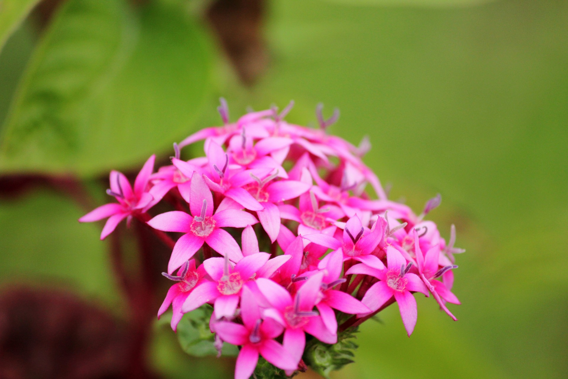 santan beautiful violet santan beautiful flowers free photo