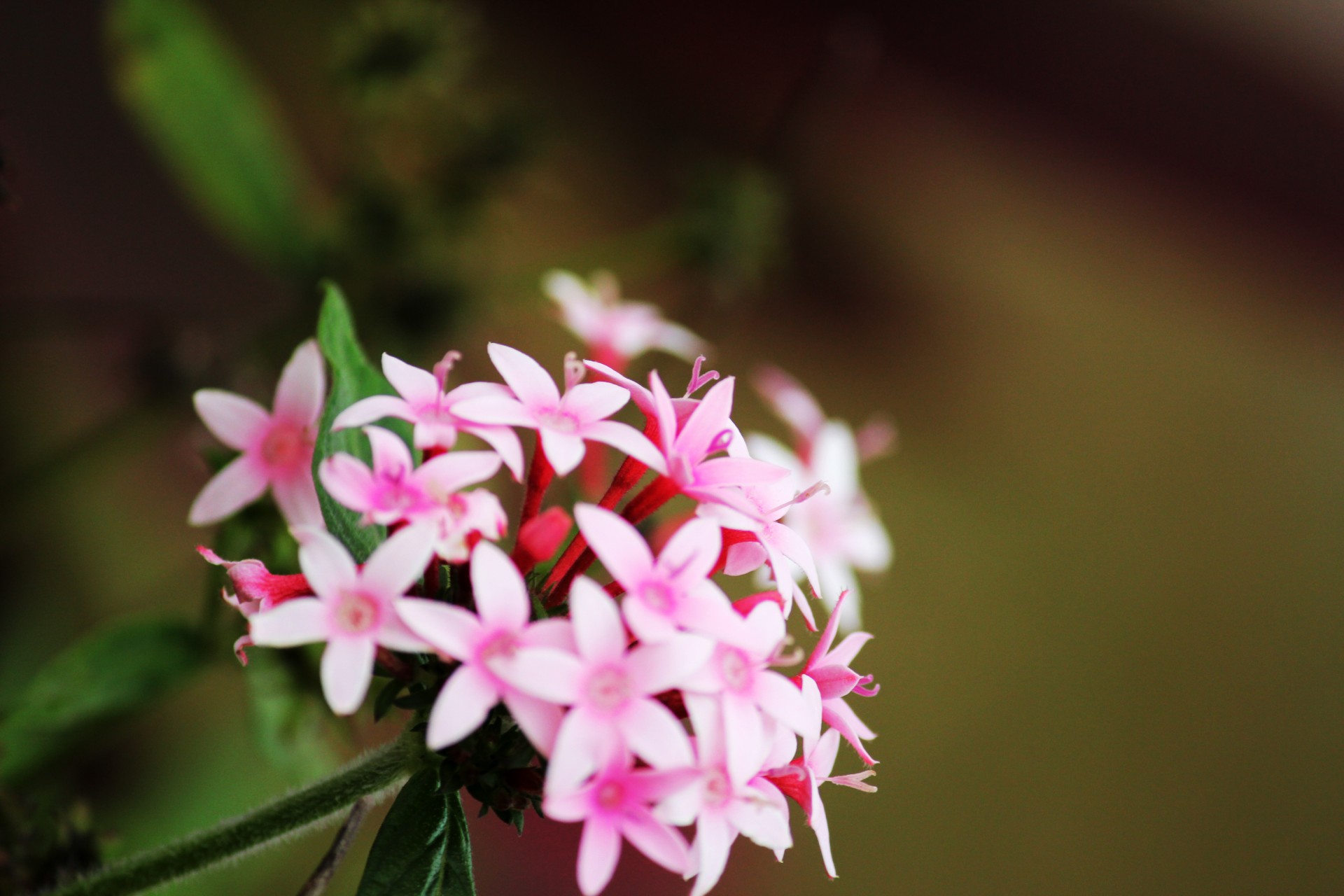 santan beautiful violet santan beautiful flowers free photo