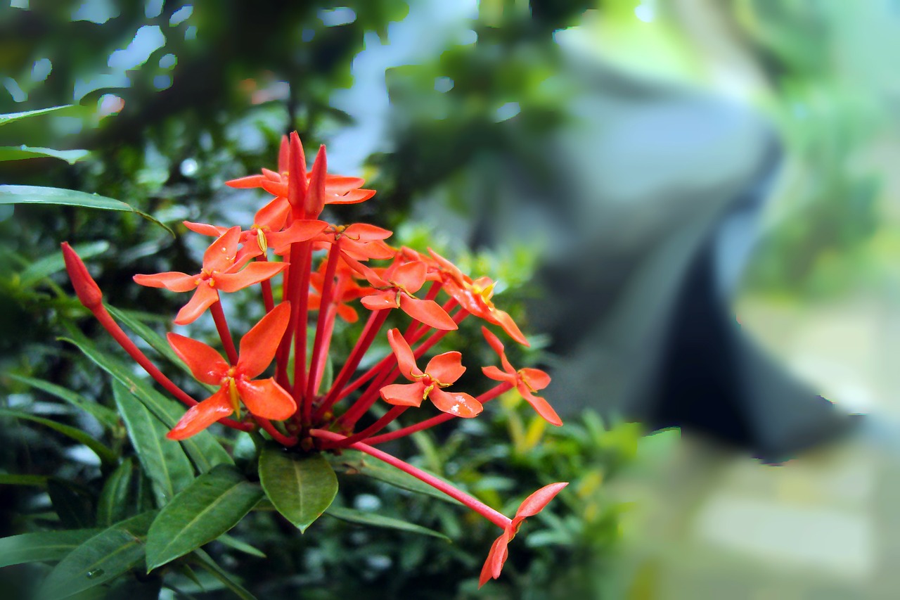 santan flower santan kanakambaram free photo