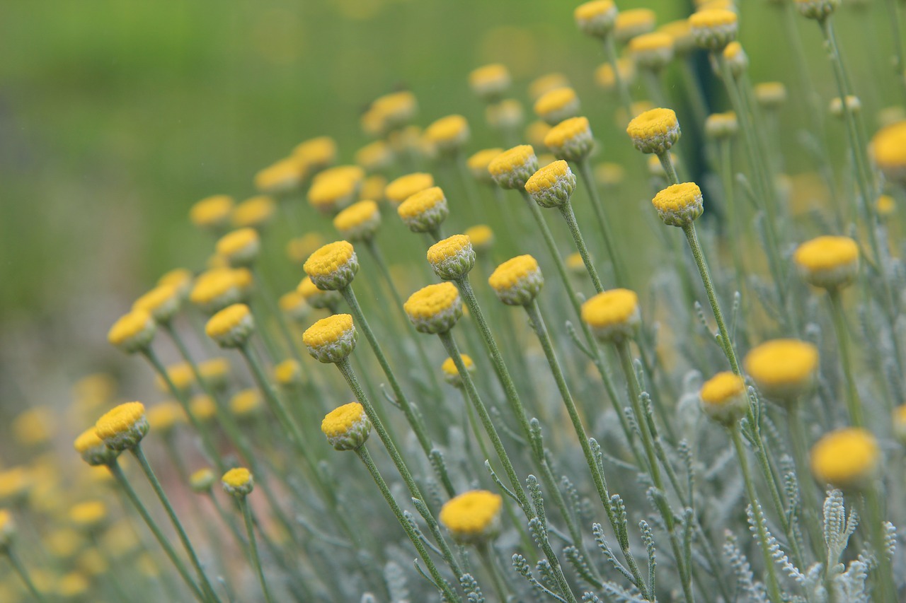 santoline  flowers santoline  flowers free photo