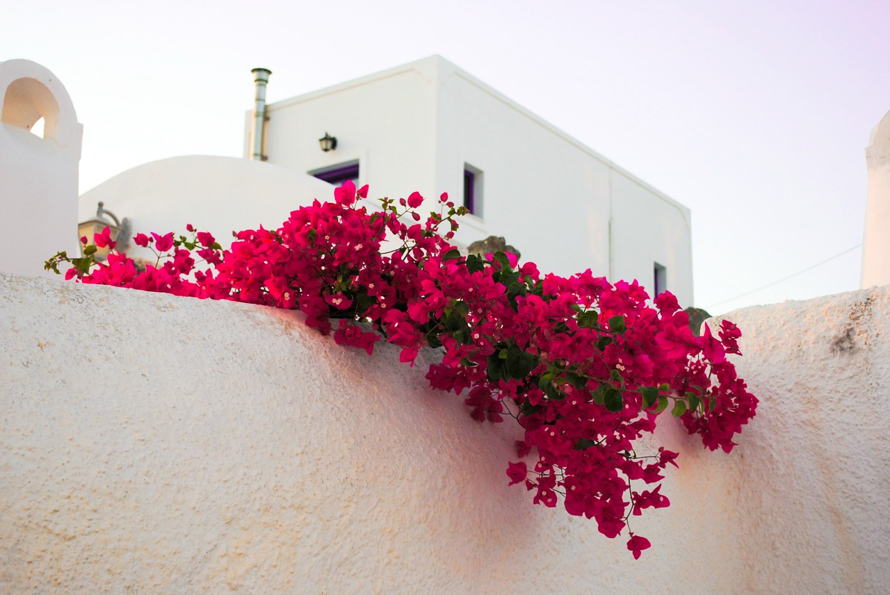 santorini flowers islands free photo