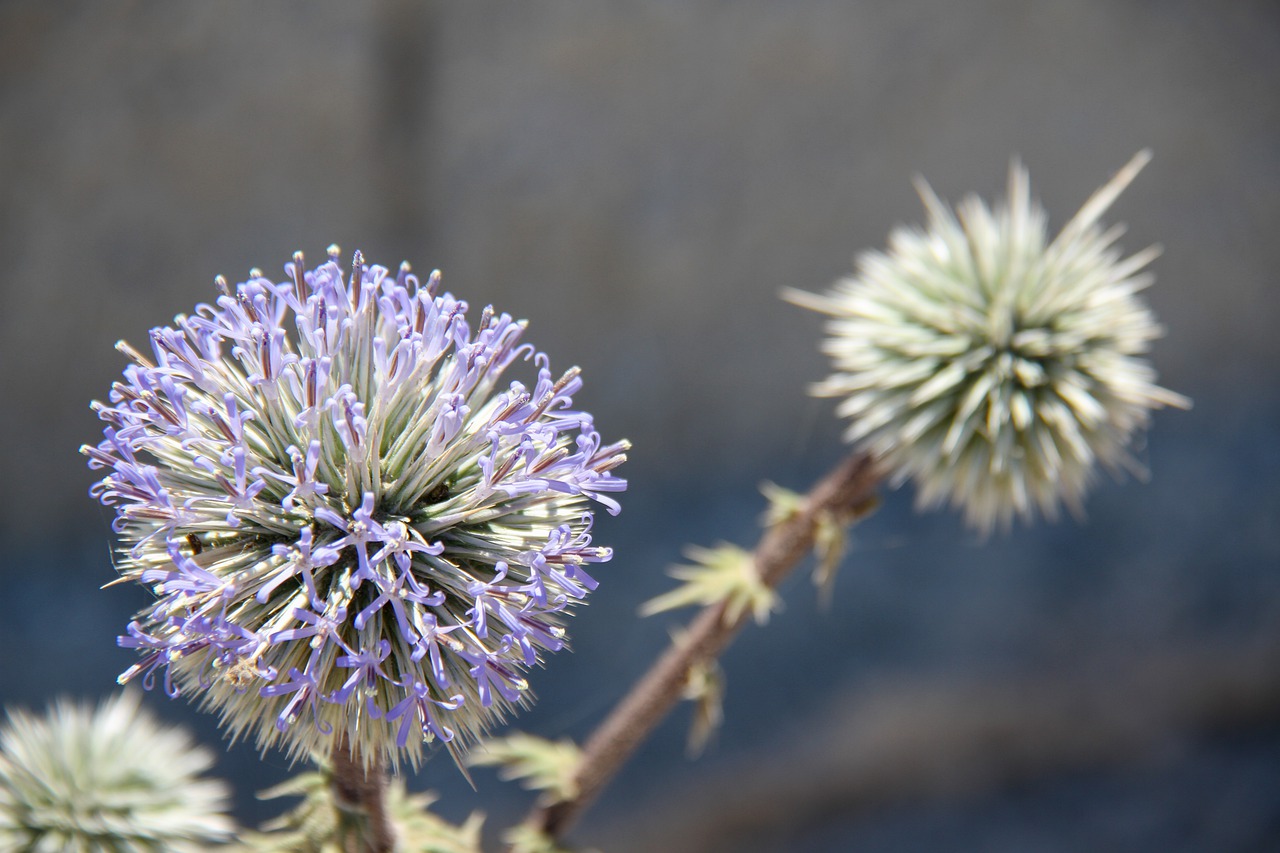 santorini  thira  thistle free photo