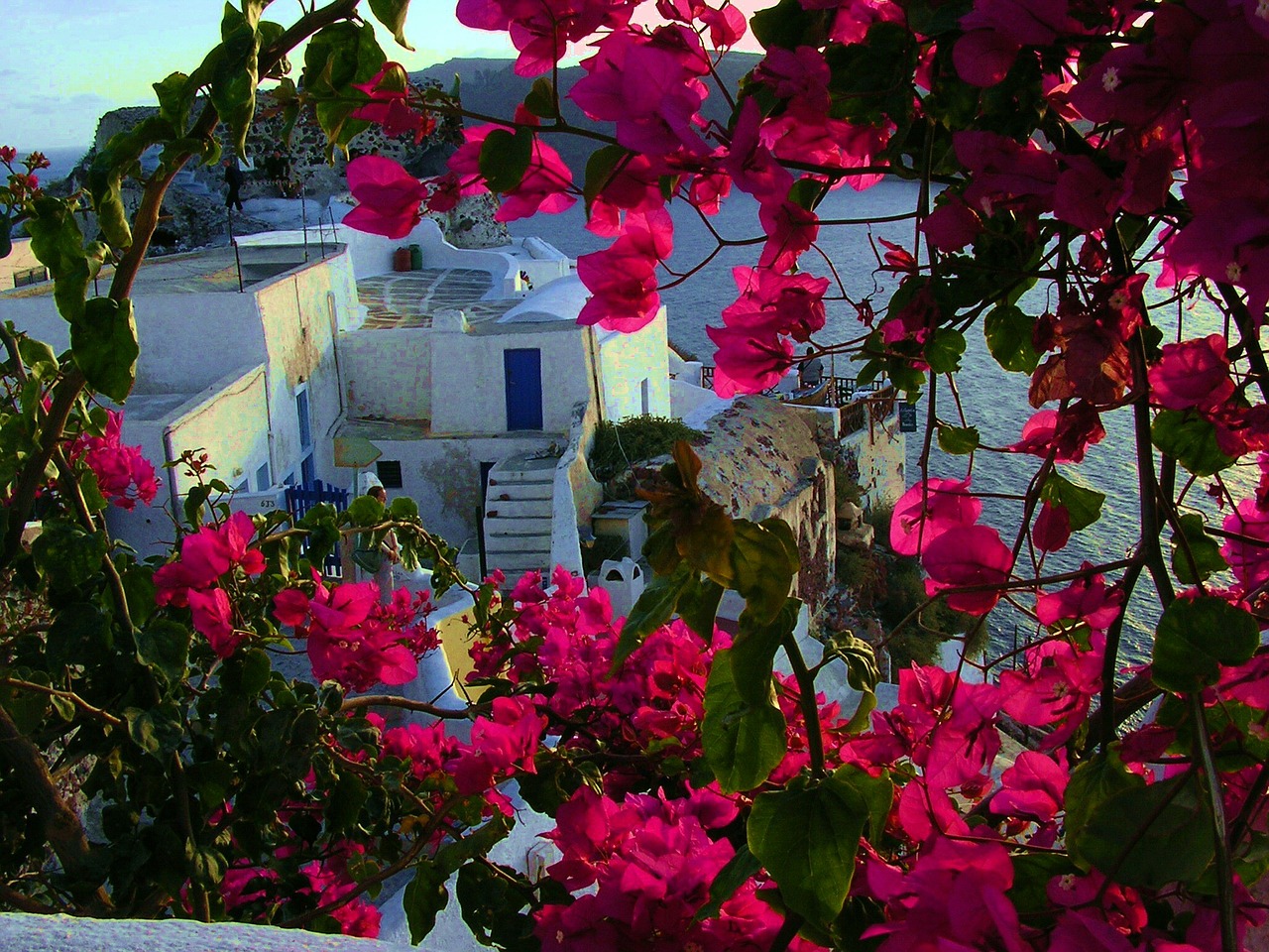 santorini flowers greek island free photo