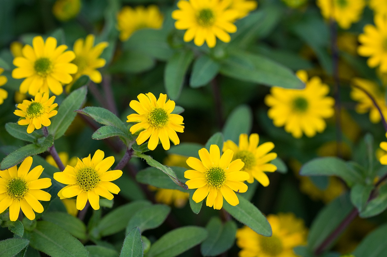 sanvitalia procumbens hussar button flower free photo