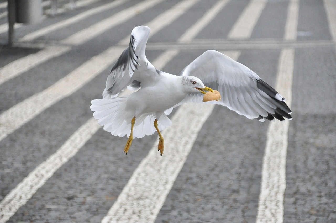 sao miguel azores seagull free photo