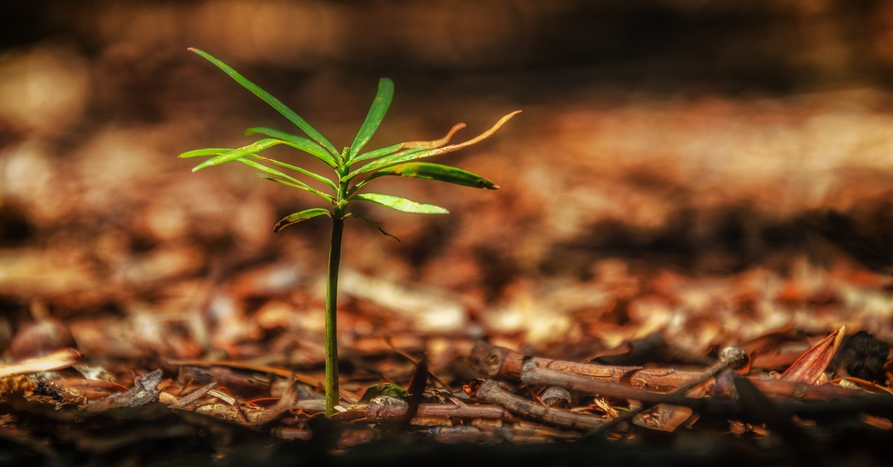 sapling  growth  brown free photo