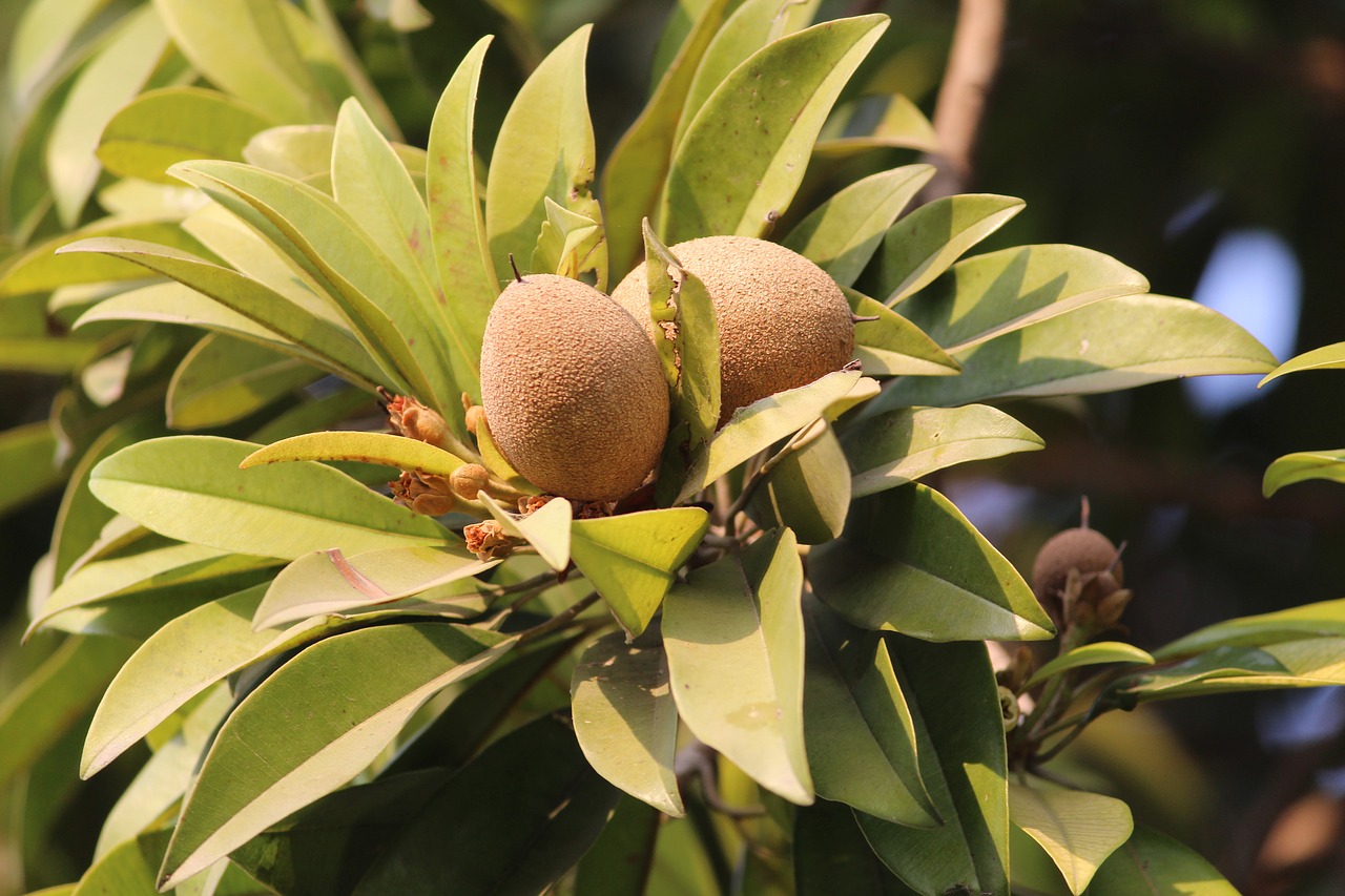 sapodilla chiku fruit free photo