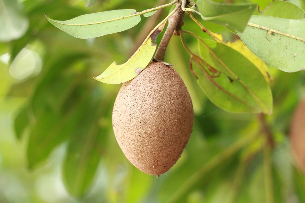 sapodilla fruit food free photo