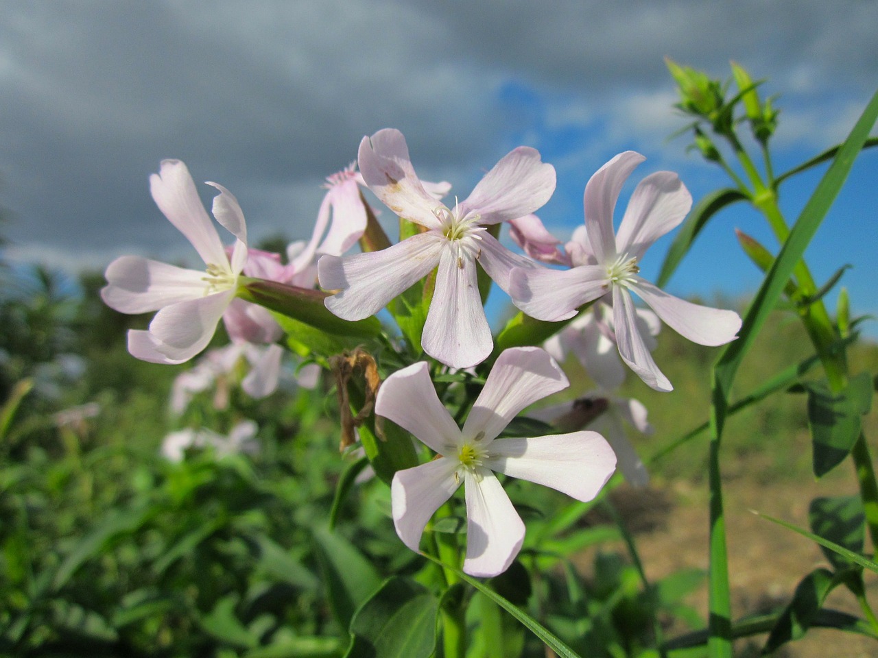 saponaria officinalis sky clouds free photo